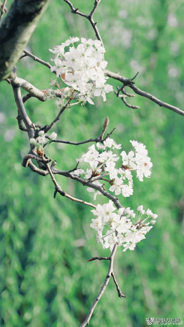 大学校花每一张都是壁纸，最美大学校花，哪个最漂亮