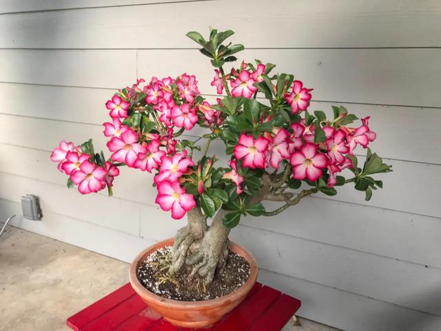 沙漠玫瑰怎么养，沙漠玫瑰的养殖方法多久能开花（真正会养的只需做5点）