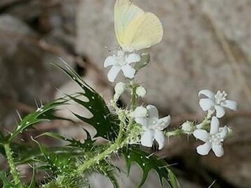 十种剧毒植物，15大剧毒野果盘点