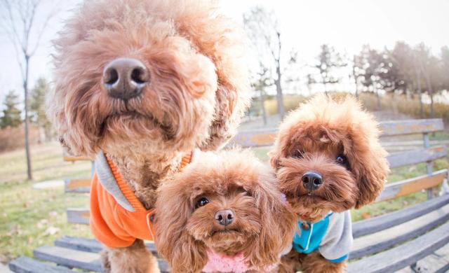 泰迪几个月换牙，泰迪狗一般几个月开始换牙（主人要做好这5点）