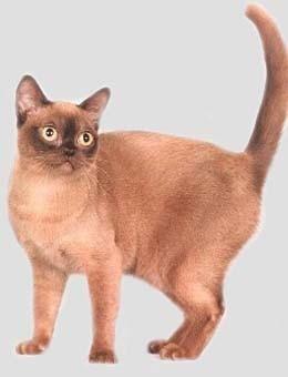 世界名猫品种，世界名猫品种大全