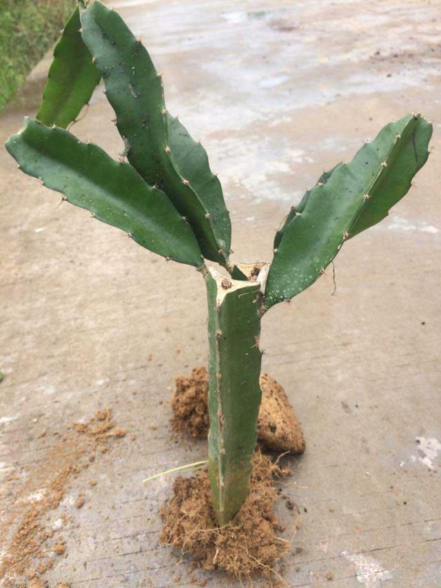 火龙果种植方法图解，火龙果挖一勺埋土里