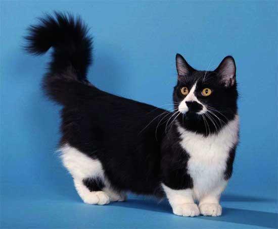 奶牛猫是什么品种，黑白猫跟奶牛猫怎么区分（都说别养奶牛猫）