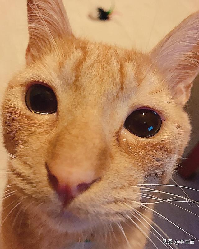 猫流眼泪怎么回事，猫咪有时候会流泪是怎么回事（猫咪流眼泪是因为“感动”而哭——关于猫流眼泪的真相）