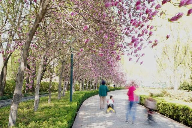 洛阳樱花道旅游攻略，樱花大道游人流连忘返