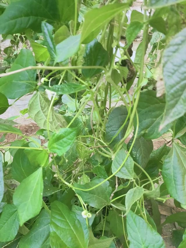 蓟马，蓟马为什么这么防治