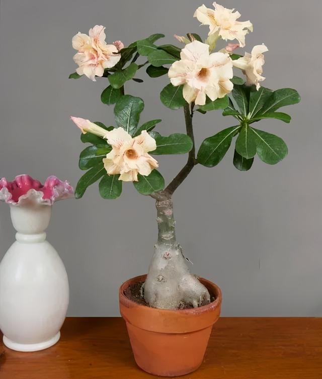 沙漠玫瑰怎么养，沙漠玫瑰的养殖方法多久能开花（真正会养的只需做5点）