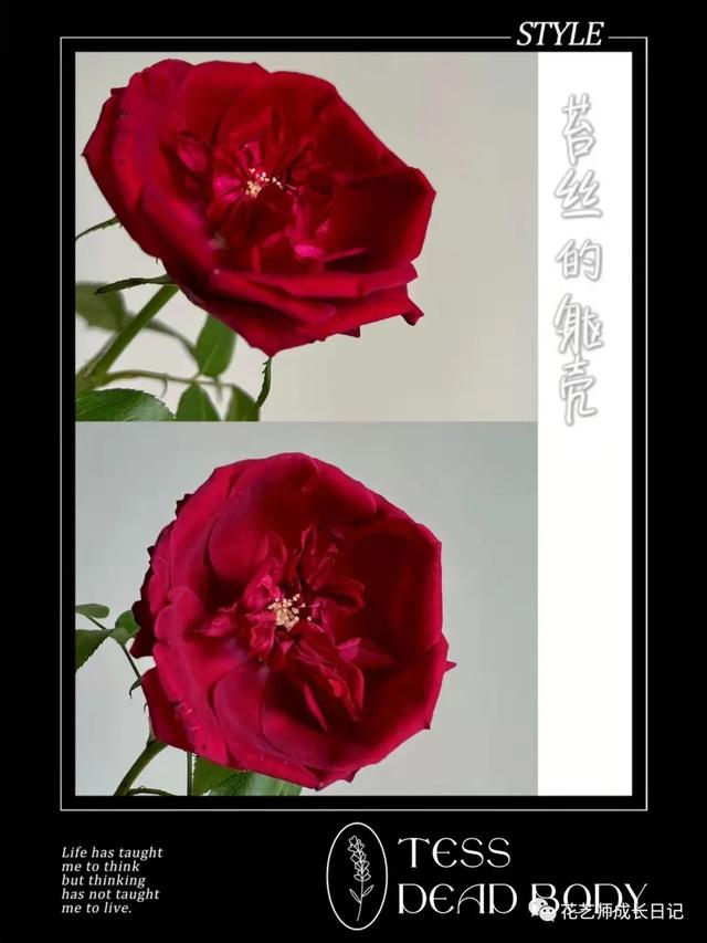 复古香槟色玫瑰，52朵香槟色玫瑰