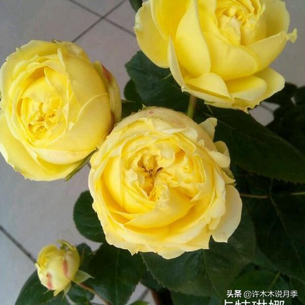草莓杏仁饼月季，花期长耐晒勤花多头月季推荐（让人口水直流的两款月季）