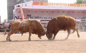 肉用牛最好是哪个品种，目前几种主要肉用牛品种