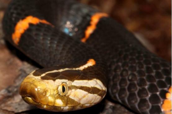 短尾蝮蛇危险吗，父母离家,13岁男孩养毒蛇为伴