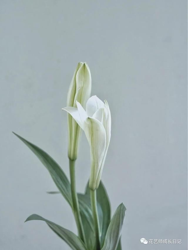 好看的重瓣百合，阳台养重瓣百合花