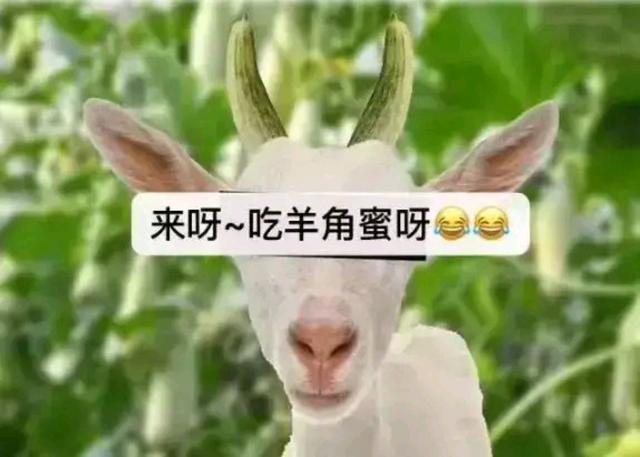 羊角蜜甜瓜挑选方法介绍，甜瓜界的网红“羊角蜜”