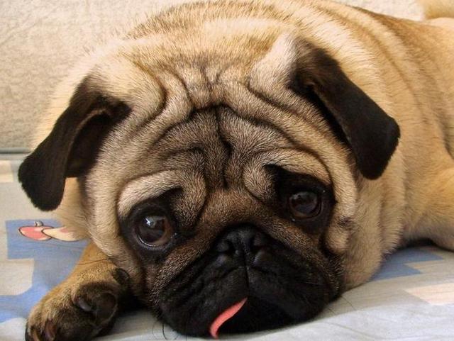 阿拉斯加犬小时候，狗一般有几个月就长成大狗了（毛茸茸的一团太可爱了吧）