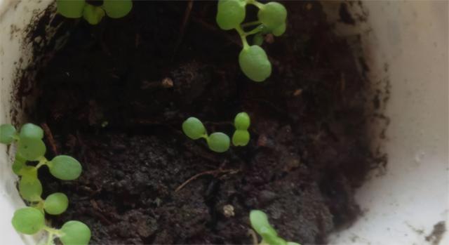 草莓种子的种植方法，草莓详细种植方法（包你吃上酸甜可口的草莓）