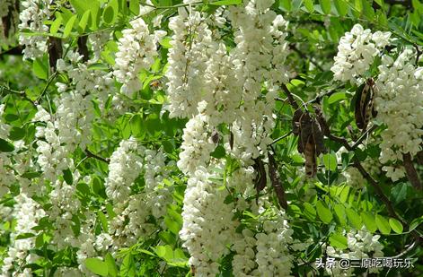 咸阳春天旅游景点大全，一天清明假期，去哪游玩