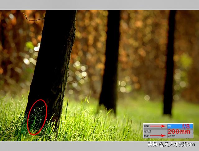 小景深效果花卉摄影技巧，花卉摄影如何拍出质感