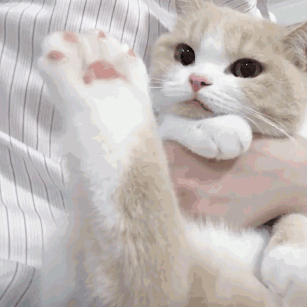 猫咪怕冷有哪些表现，猫咪一旦出现这些现象