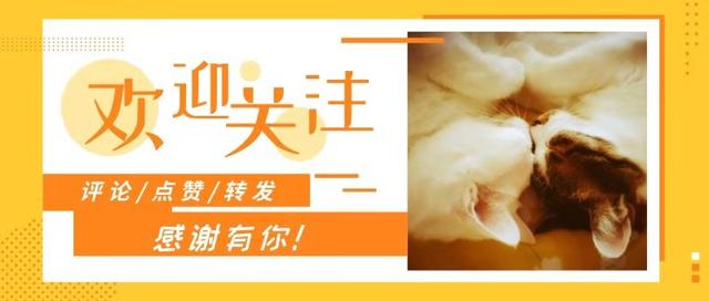 奶牛猫是什么品种，黑白猫跟奶牛猫怎么区分（都说别养奶牛猫）