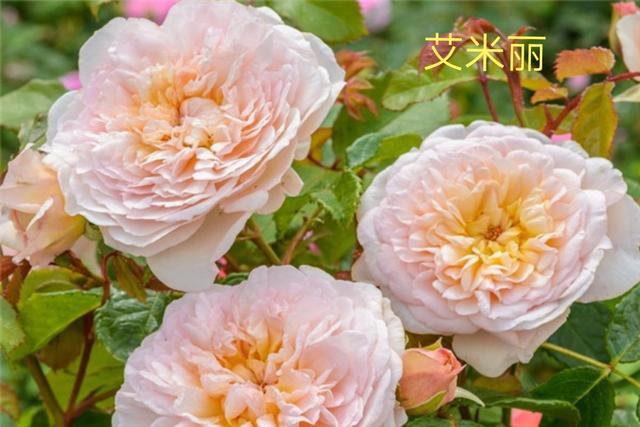 奥斯汀月季哪种最经典，香味浓郁还好养活。香味控别错过