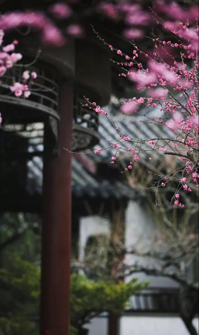 江南春天诗句古诗词，草长莺飞。写尽了江南的美好