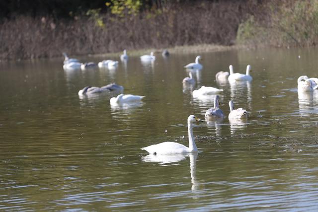天鹅湖景区三门峡，三门峡天鹅湖国家湿地公园苍龙湖白天鹅