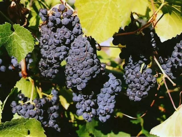 15个常见的葡萄品种，葡萄品种的别名是什么