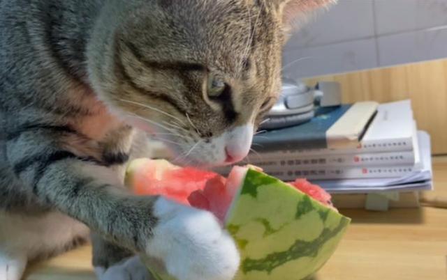 猫咪直接喂肉可以吗需要注意什么，千万不要这样喂食