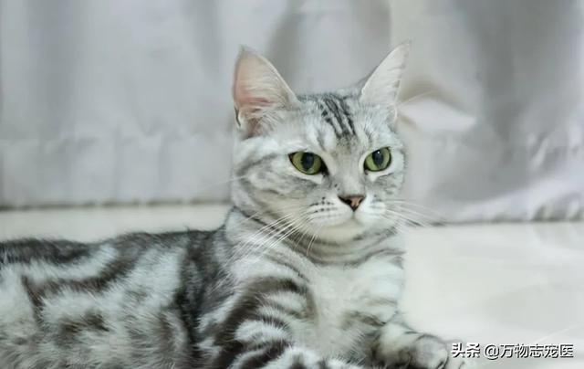 猫的品种有哪些，猫咪品种大全介绍各种品种的猫（那些常见的猫咪品种大盘点）