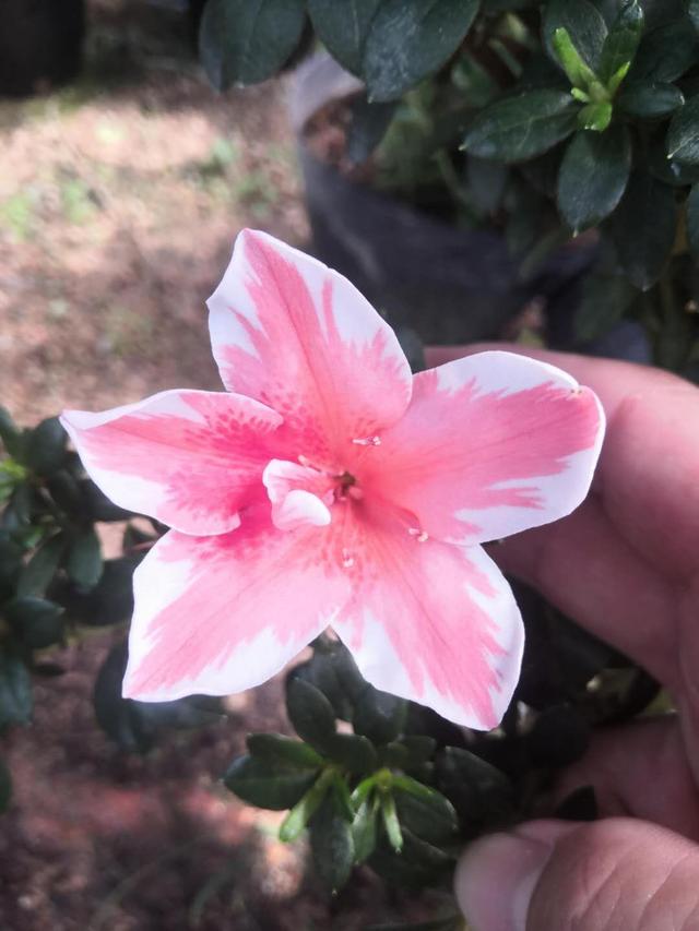 皋月杜鹃开花后怎么处理，皋月杜鹃怎么养护