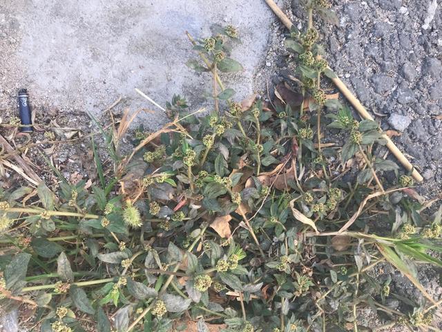 一种草药可以治癣，什么草可以治疗癣疮