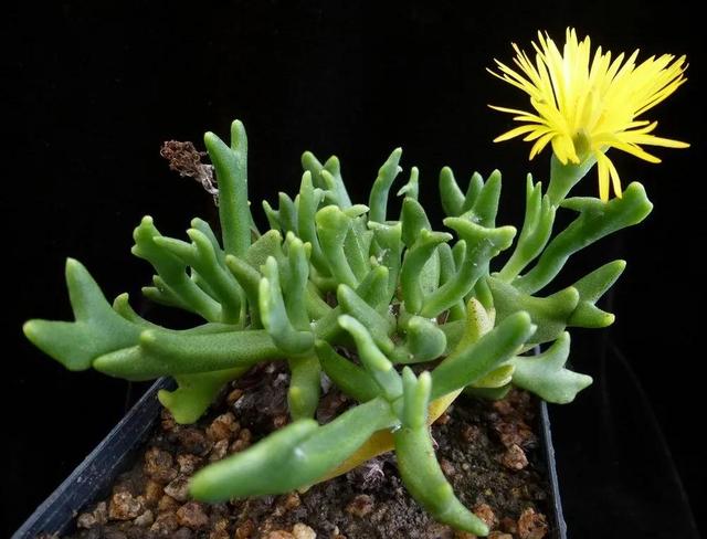 多肉植物种类科普，100种常见多肉图鉴