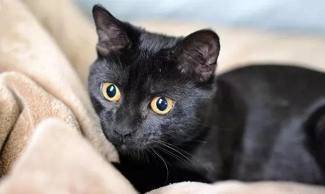 好看的猫咪品种，排行榜最好看的8种猫田园猫上榜了