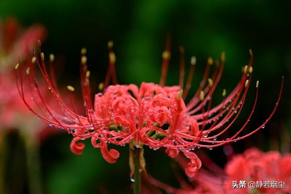 30种简单花草，几种优雅的的花草