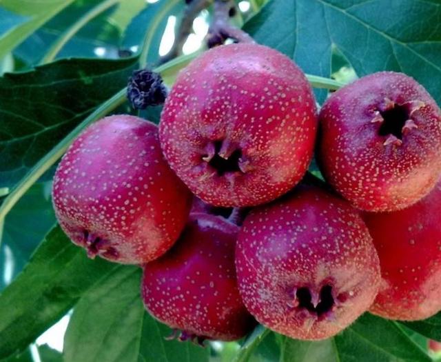 鲜山楂的吃法大全，新鲜山楂正确吃法