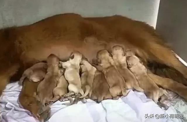 狗狗生产前的征兆，狗狗生孩子前的征兆有哪些（狗狗分娩前有哪些征兆）