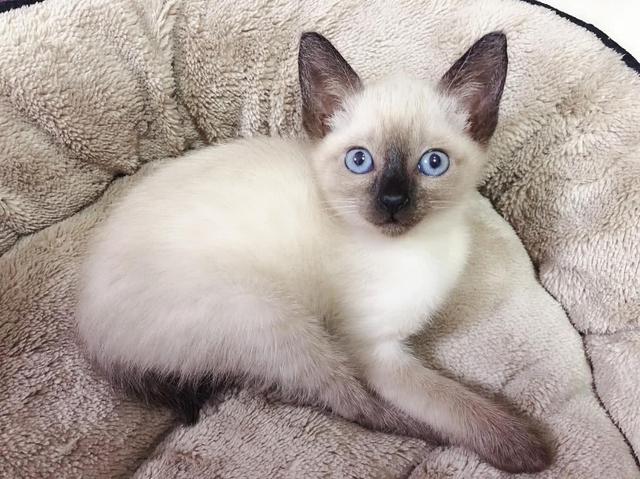 猫咪常见的品种有哪些，常见的6种猫咪种类外形和性格分析