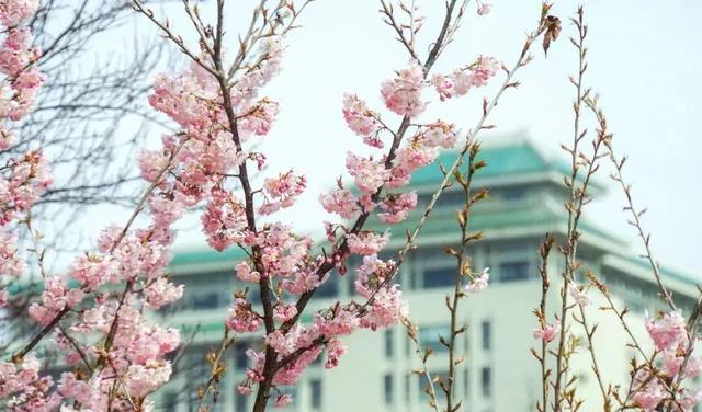 武汉大学的樱花，武汉大学赏樱花去哪里（报！武汉大学早樱开了）
