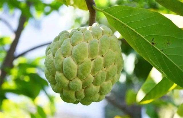 常见的水果种类100种释迦果，除了蓝莓、车厘子你知道几种