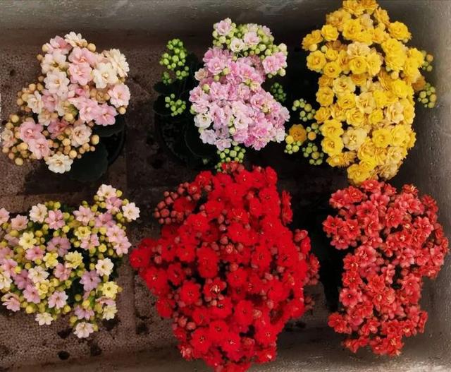 长寿花用什么肥料最好，长寿花怎么施肥施什么肥（想要长寿花快开花）