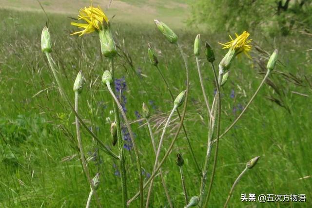 欧洲本土蔬菜都有什么，来自欧洲的传统蔬菜，茴子白