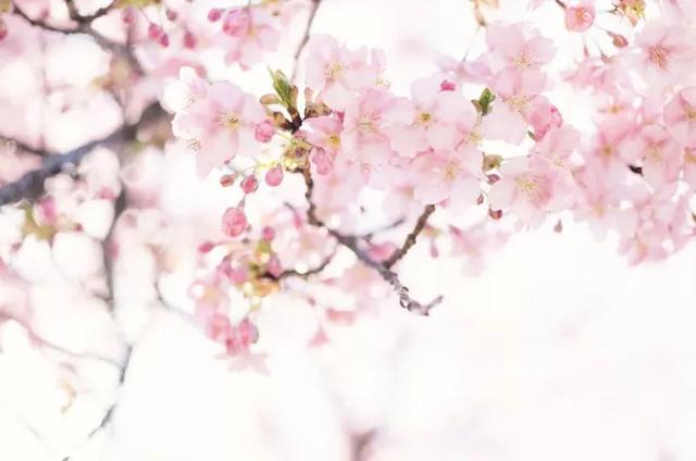 武汉大学的樱花，武汉大学赏樱花去哪里（报！武汉大学早樱开了）