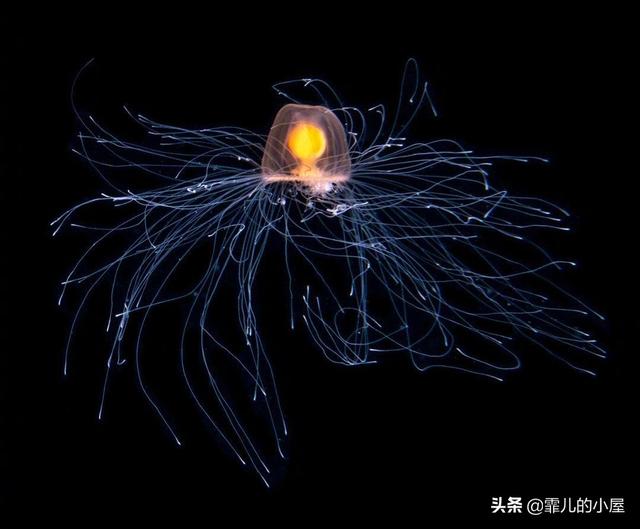 远古时代巨型龙虾，永葆青春真的不再是神话