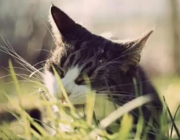 猫咪为什么痴迷吃草，猫咪为什么会吃草