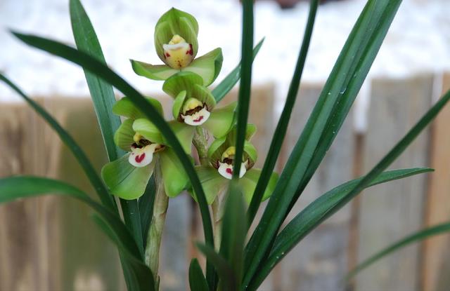 家庭适合养哪种兰花，一盆这样的兰花可以在北京换一套房子