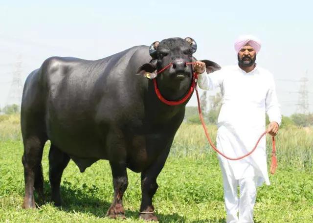 兰博基尼大牛多少钱一辆，最贵的大牛兰博基尼（兰博基尼新款大牛Revuelto也许这才大家心驰神往的混动超跑）