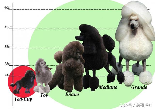 巨型贵宾一般有多大，巨型贵宾价格让人