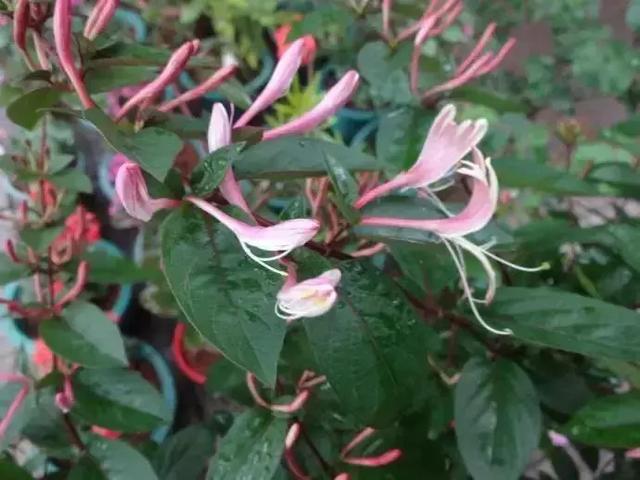 花很香又漂亮的藤蔓植物，12种开花藤蔓植物