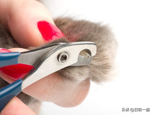 如何第一次给猫咪剪指甲，教你如何给猫咪剪指甲