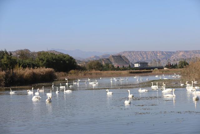 天鹅湖景区三门峡，三门峡天鹅湖国家湿地公园苍龙湖白天鹅